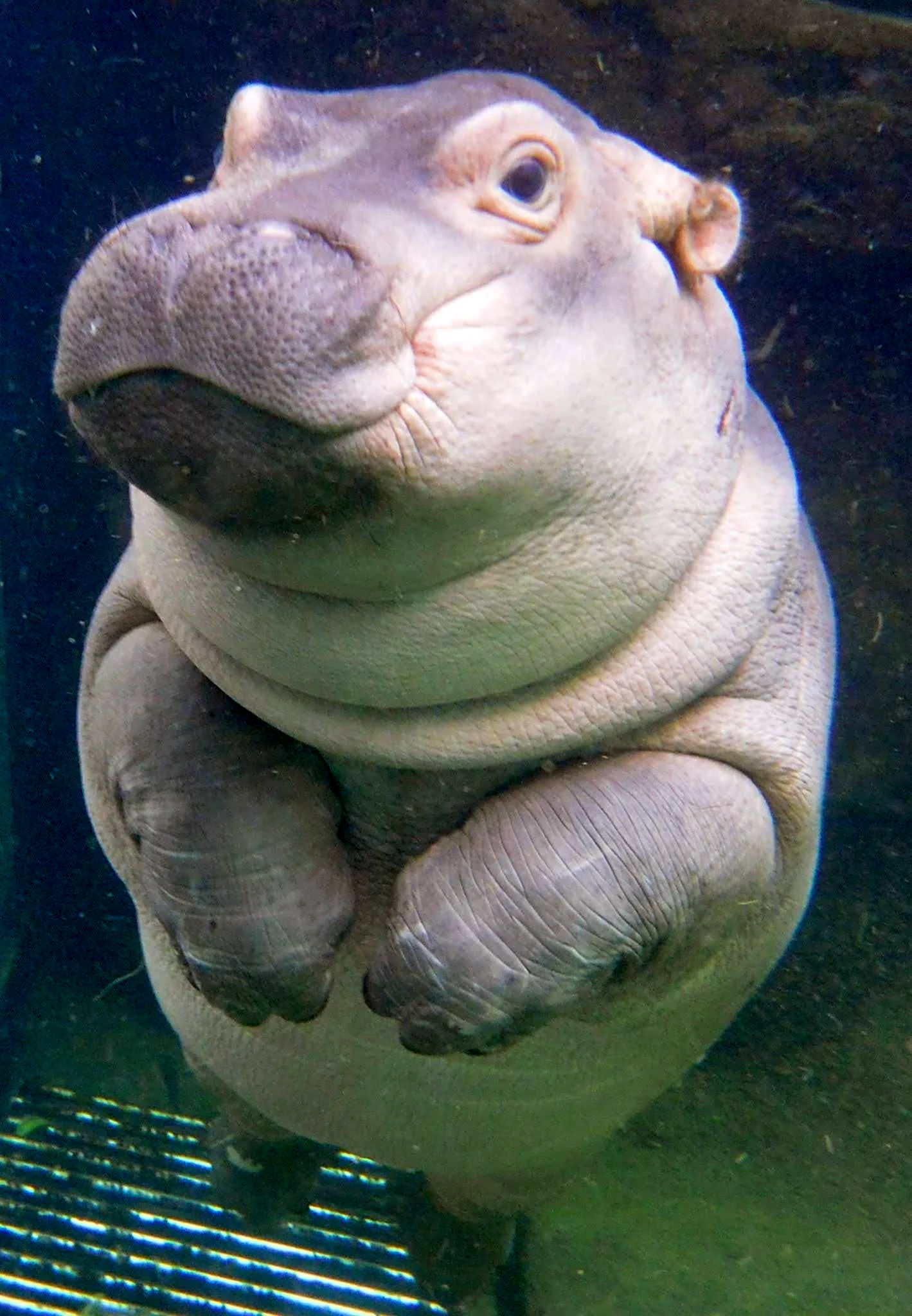 Бегемот Hippo