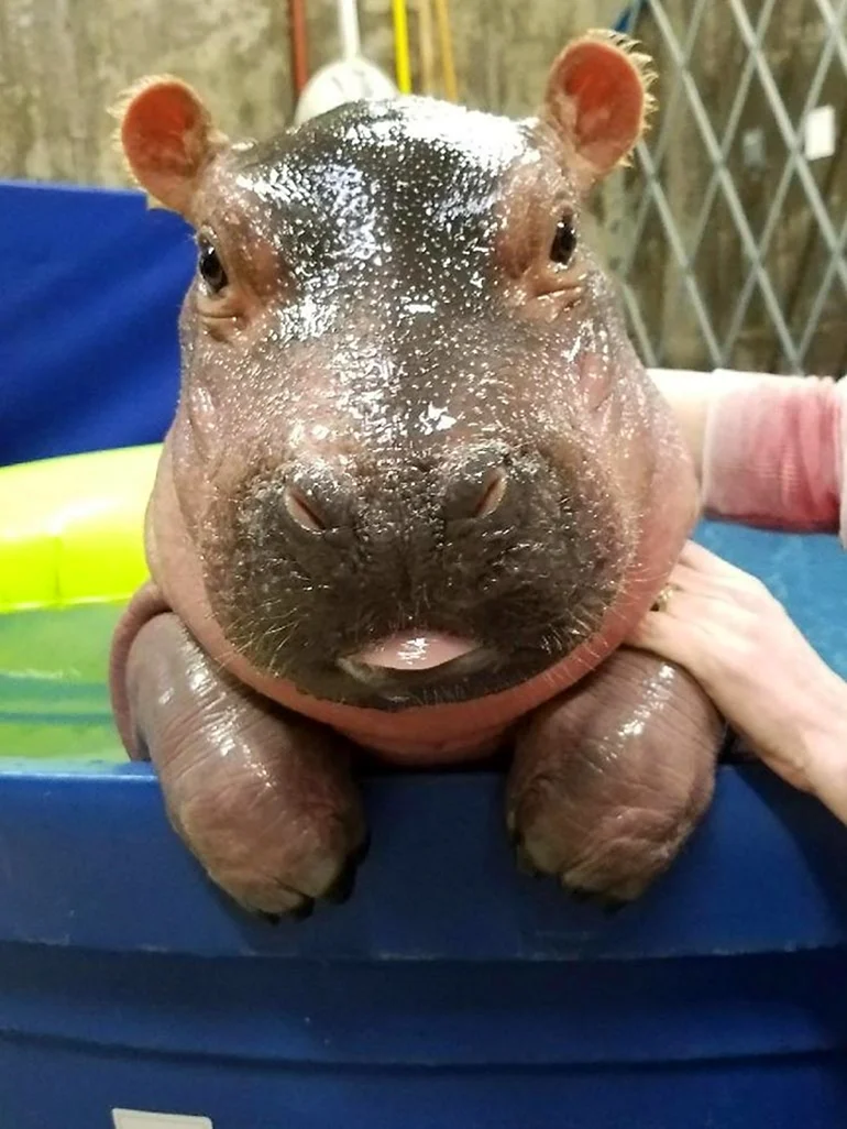 Бегемот Hippo
