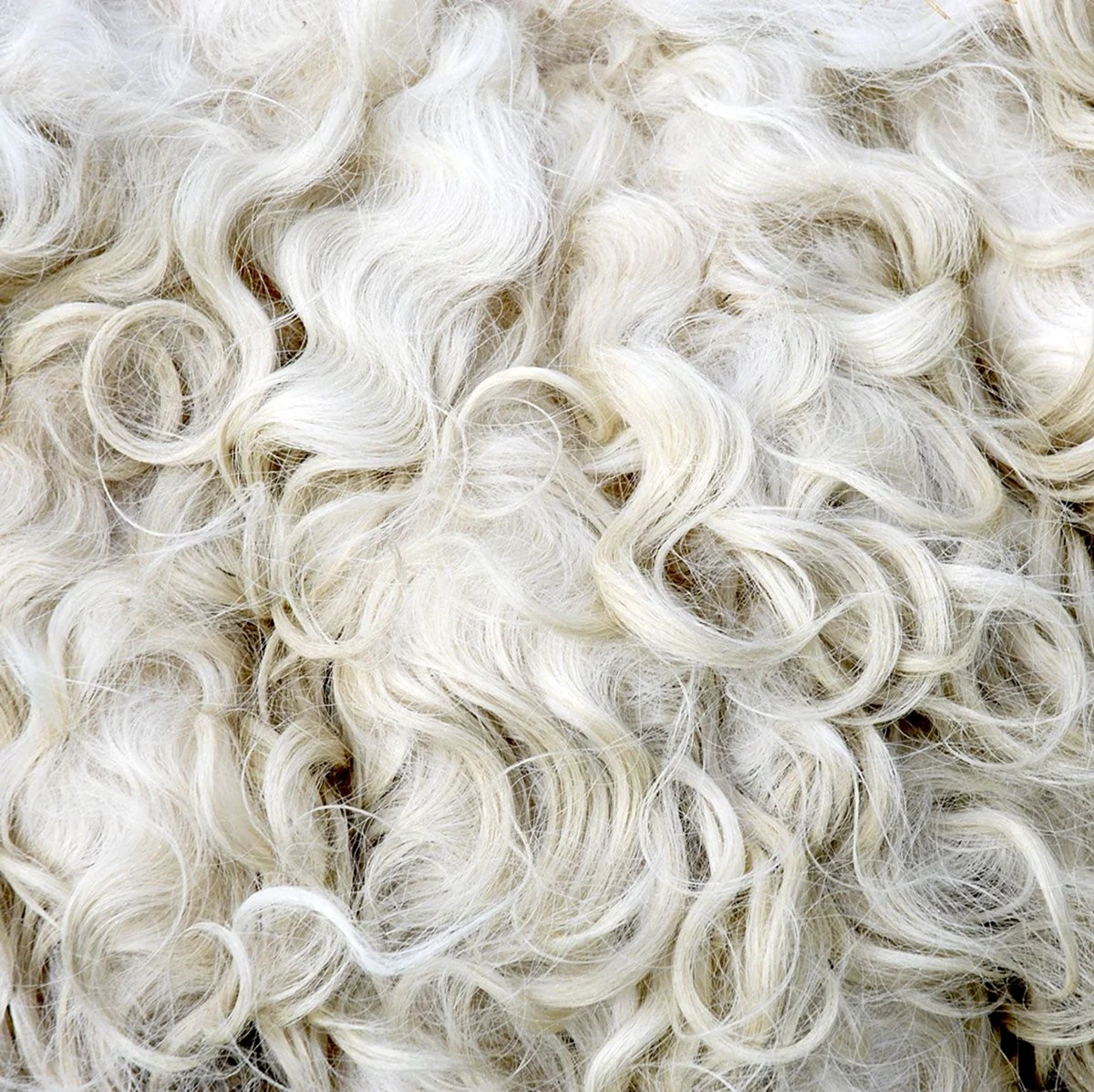 Белая овечья шерсть