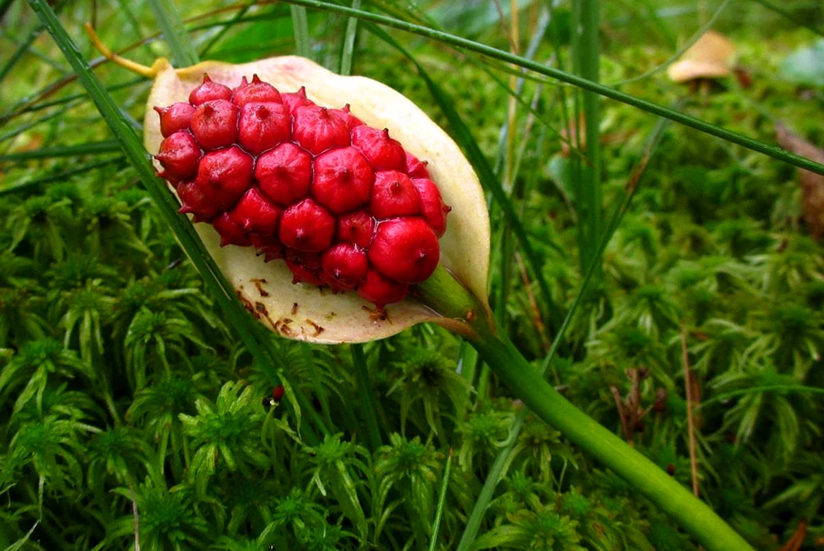 Белокрыльник болотный ягода
