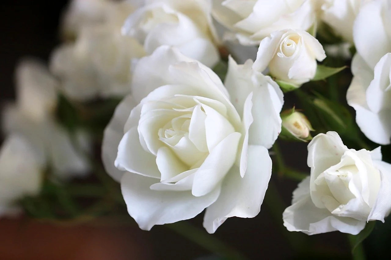 Белоснежные розы