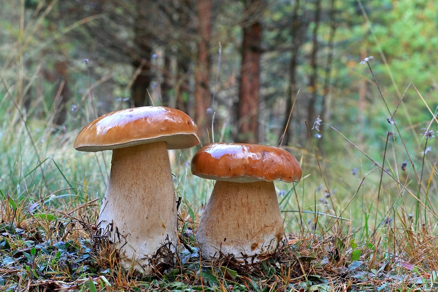 Белые грибы боровики Лесные