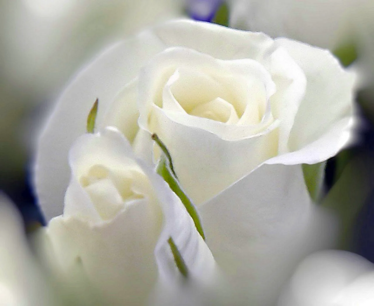 Белый цветок любви - 74 фото