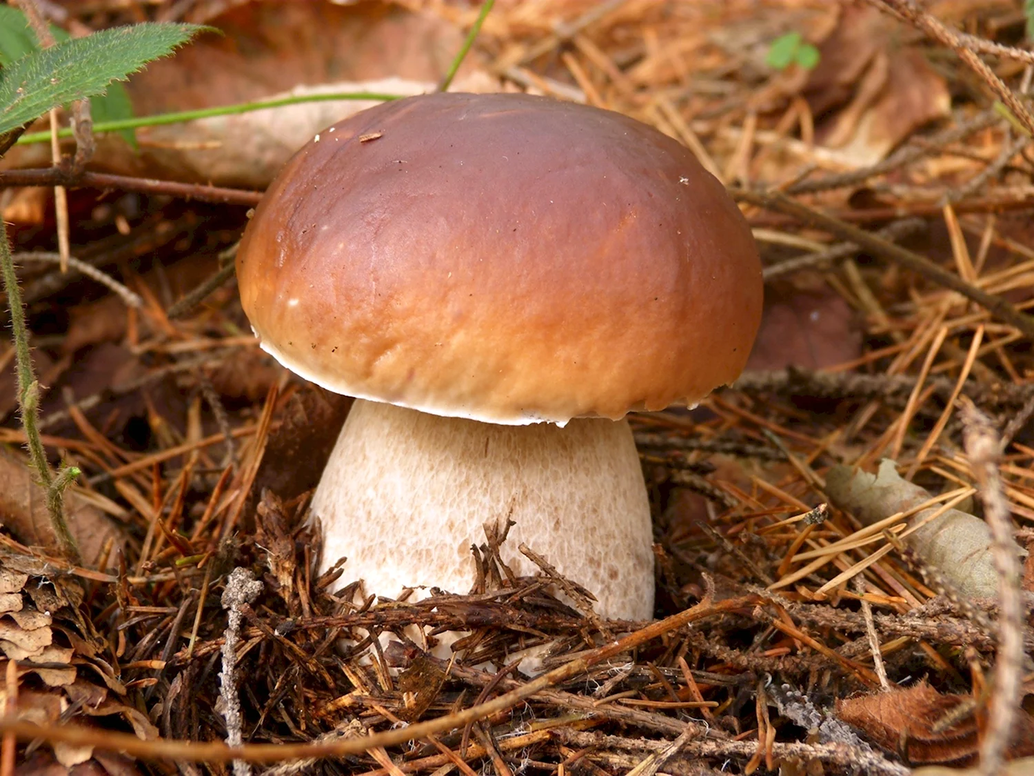 Белый гриб Боровик