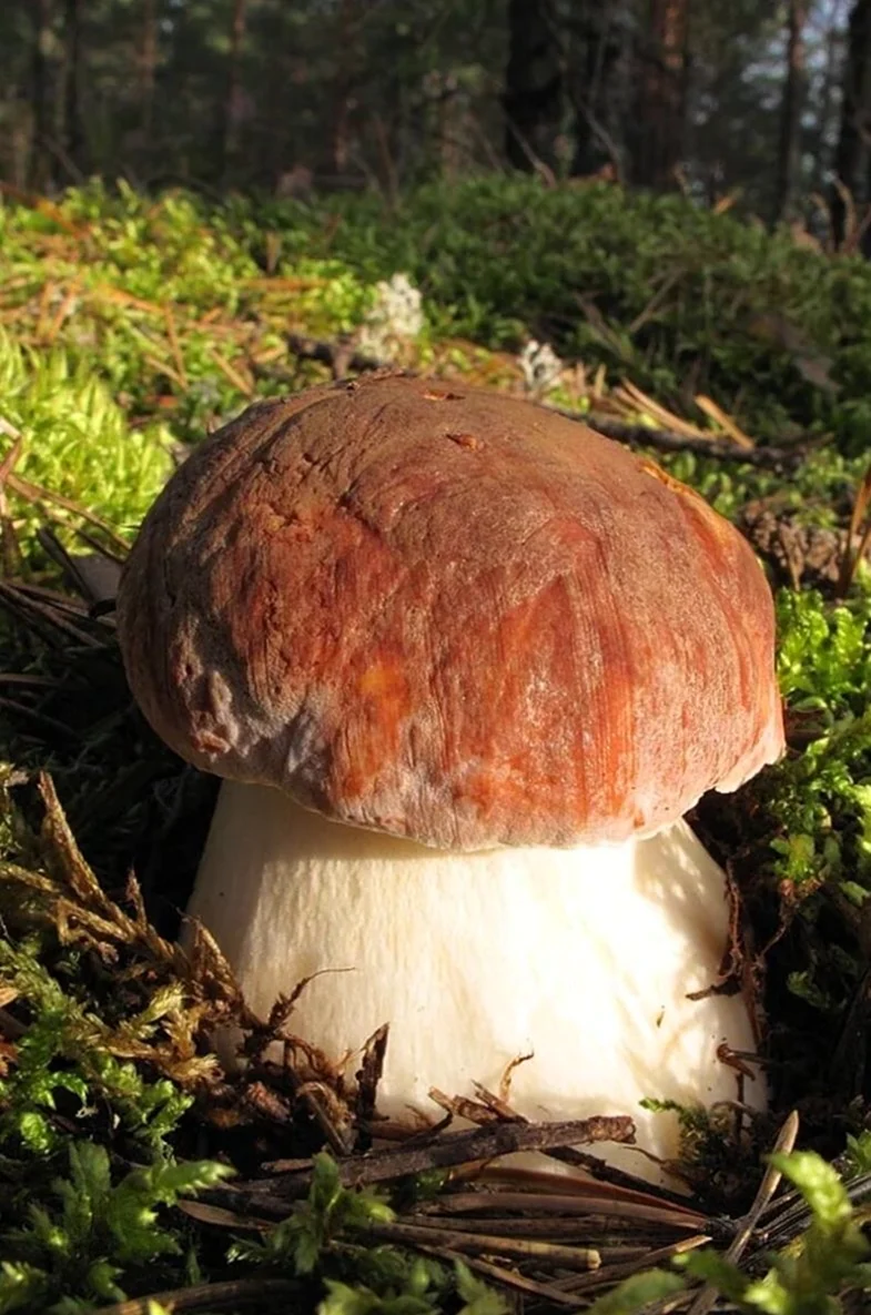 Белый гриб Сосновый Boletus pinophilus