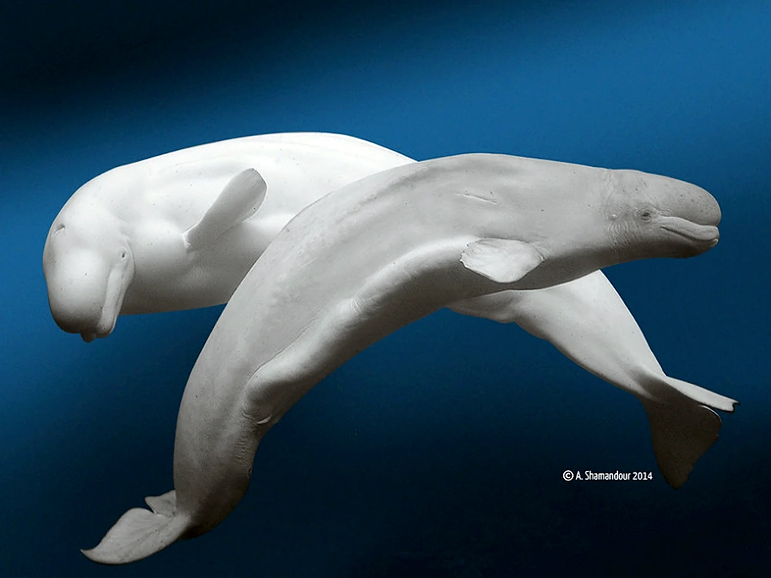 Белый кит Белуха