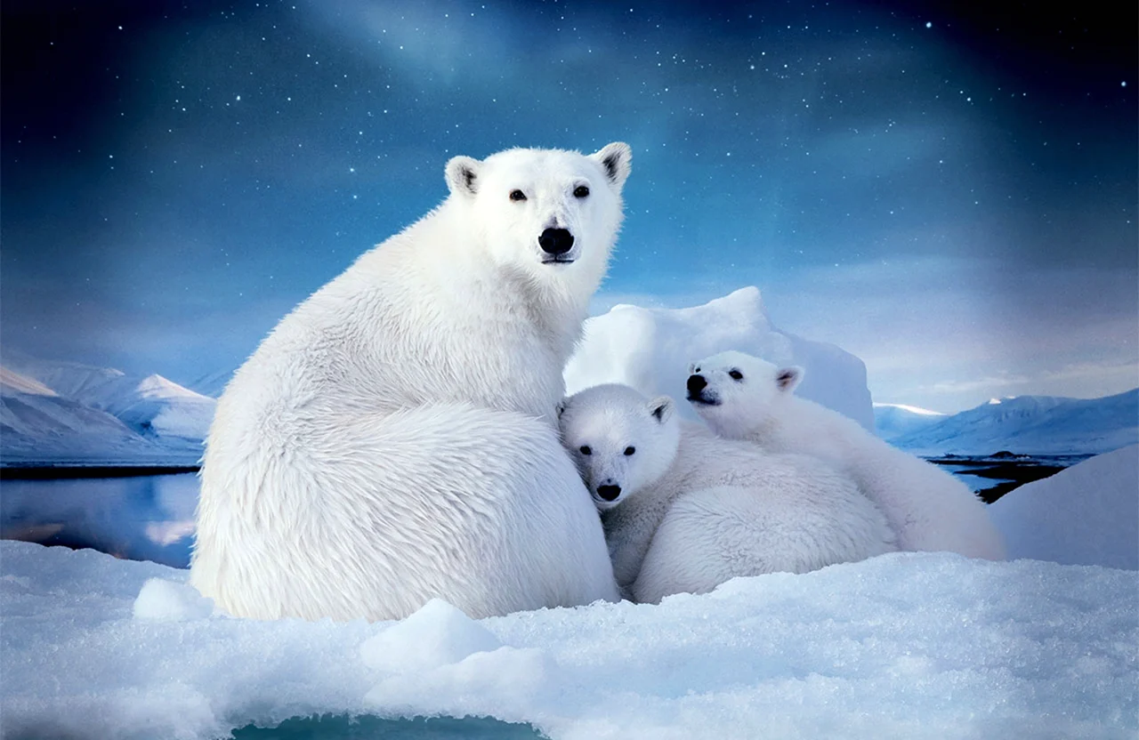 Белый медведь в арктической пустыне