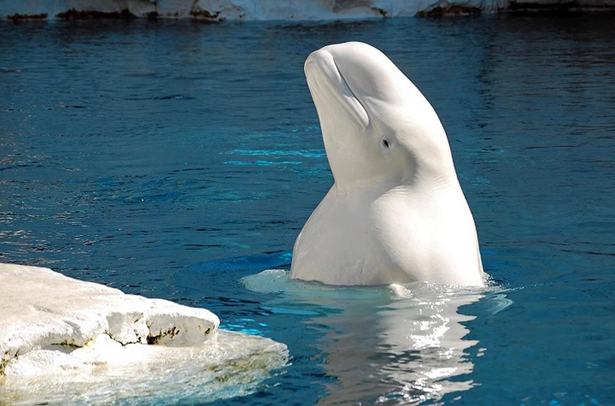 Белый Полярный кит Белуха