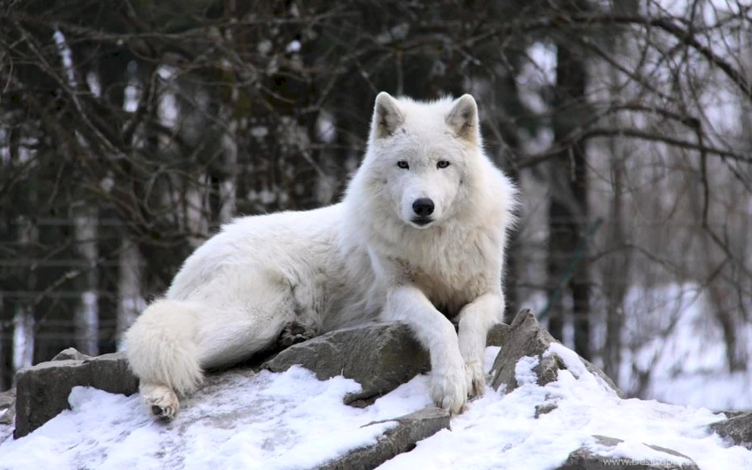 Белый Полярный волк