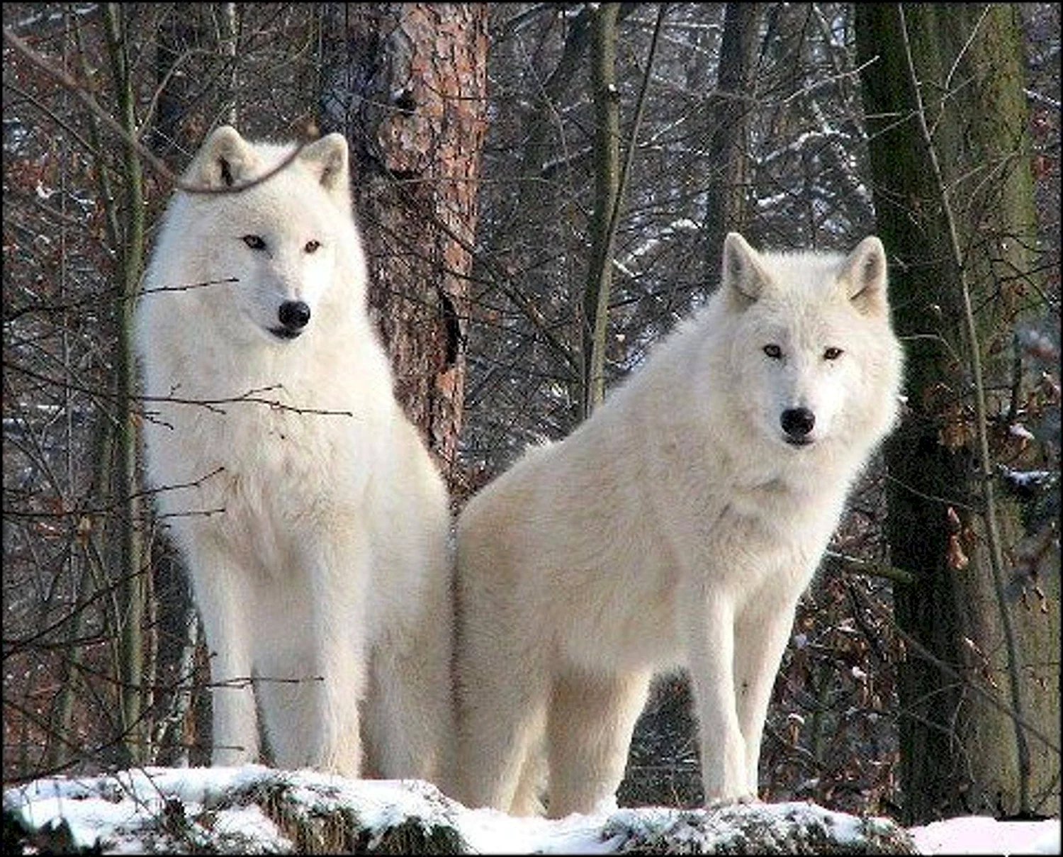 Белый Полярный волк вожак