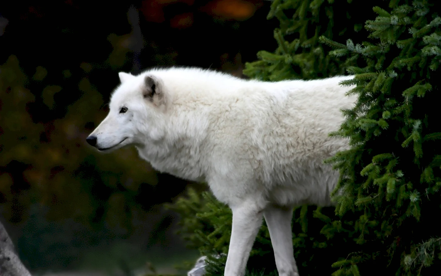 Белый волк альбинос