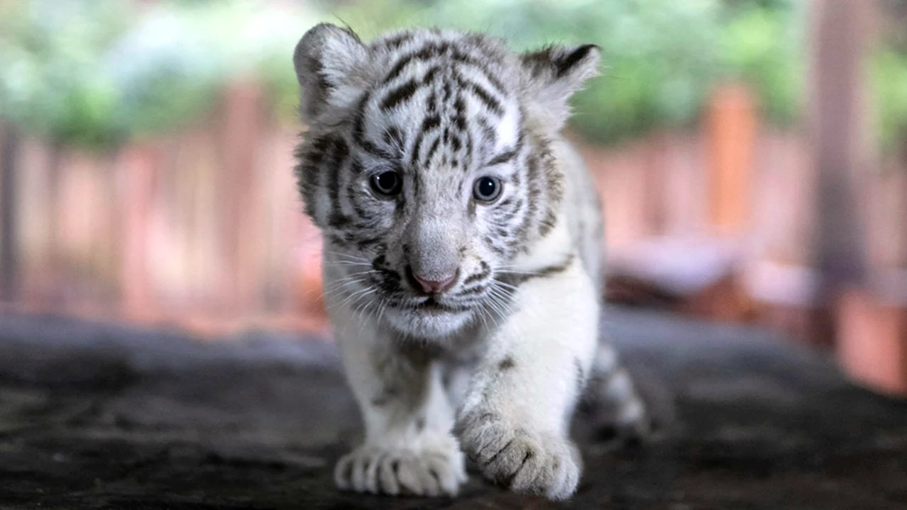 Бенгальский тигр белый маленький Тигренок