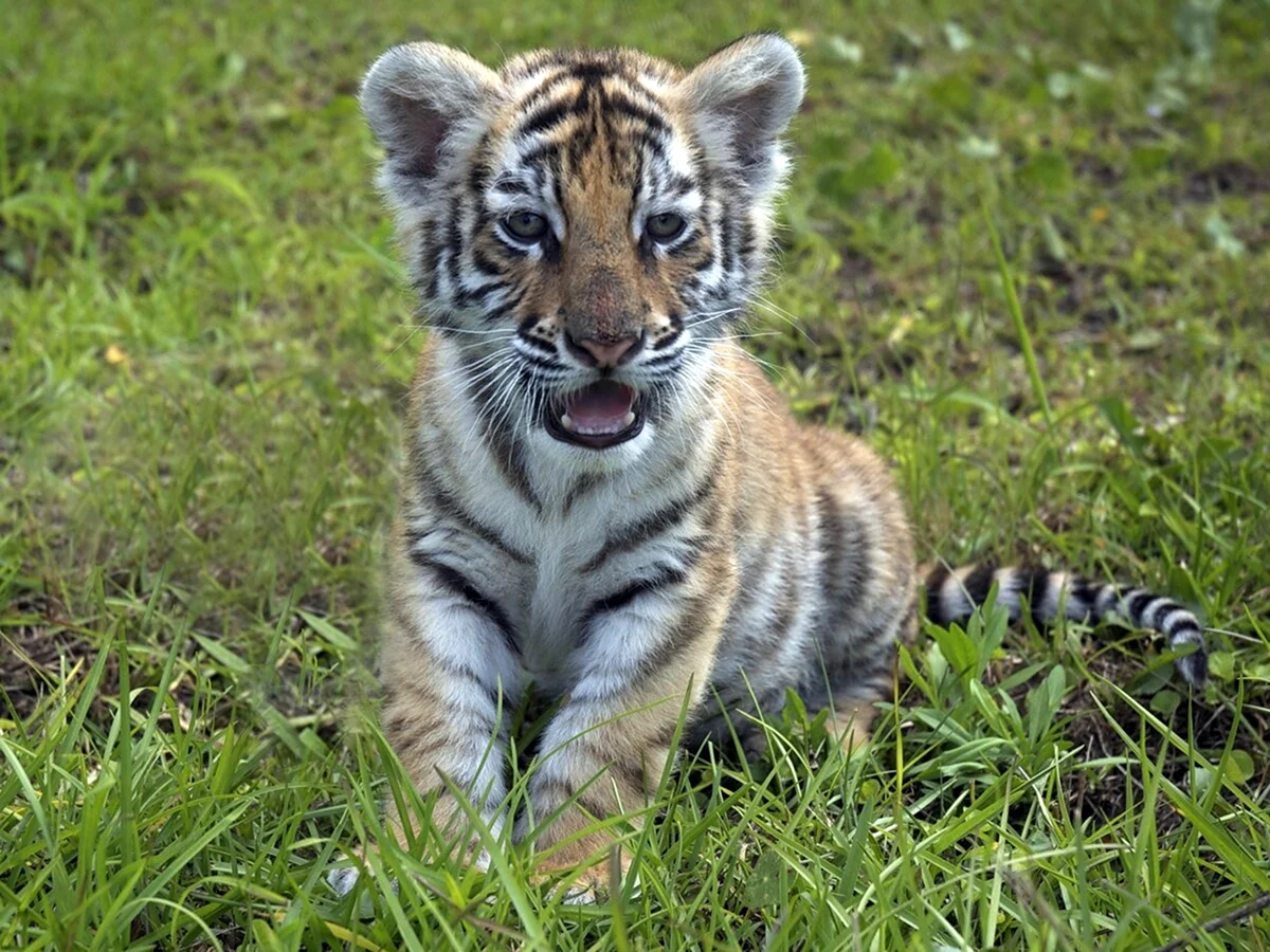 Бенгальский тигр детеныш