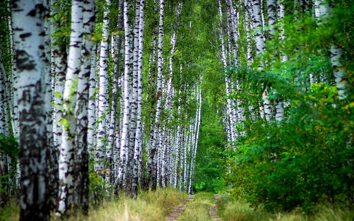 Birch forest, , × cm by Gustav Klimt: History, Analysis & Facts | Arthive