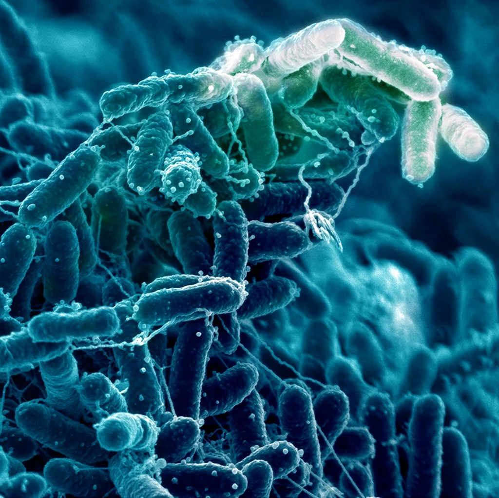 Бифидо и лактобактерии под микроскопом