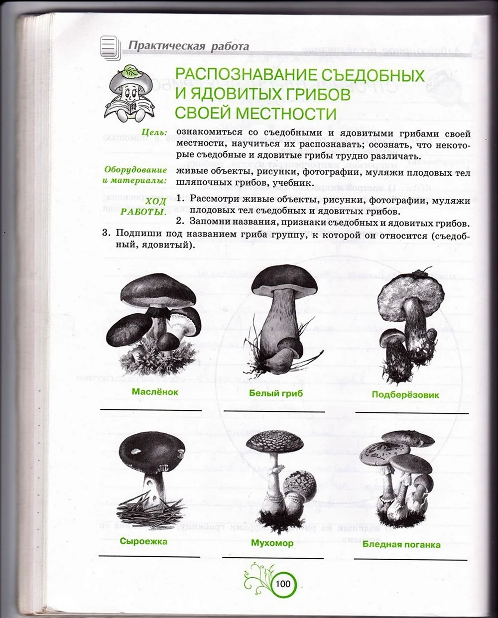 Грибы сьедобные, условно-съедобные, несъедобные, ядовитые - как разобраться?