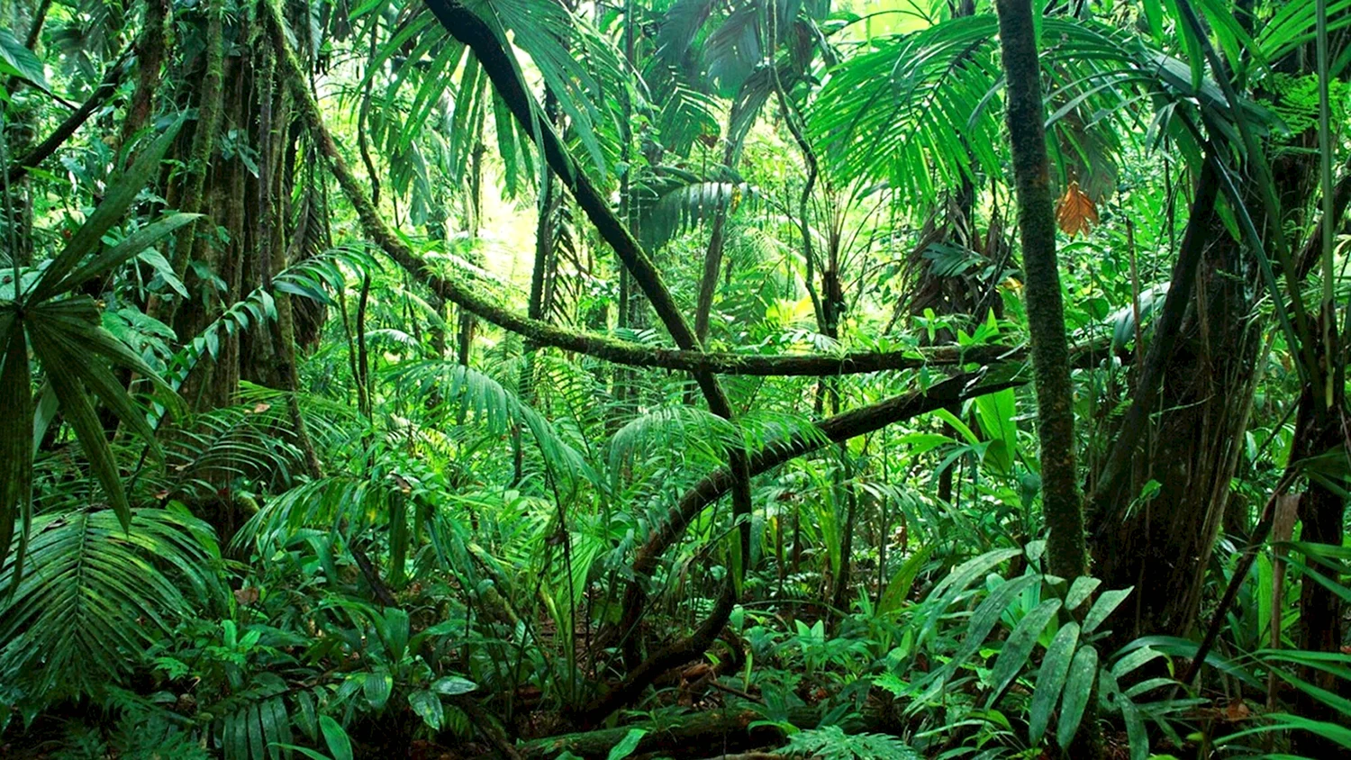 Биом тропический лес