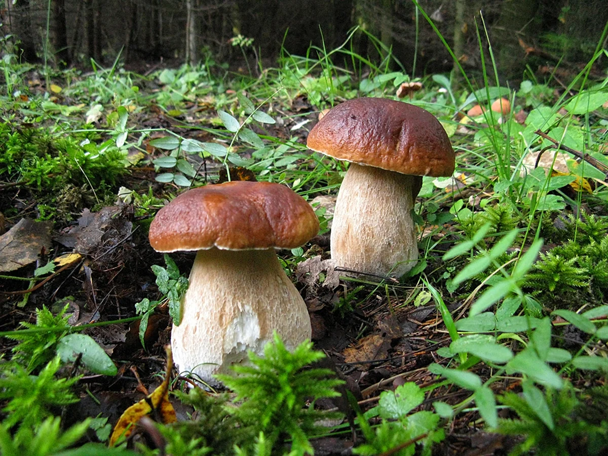 Boletus edulis – белый гриб