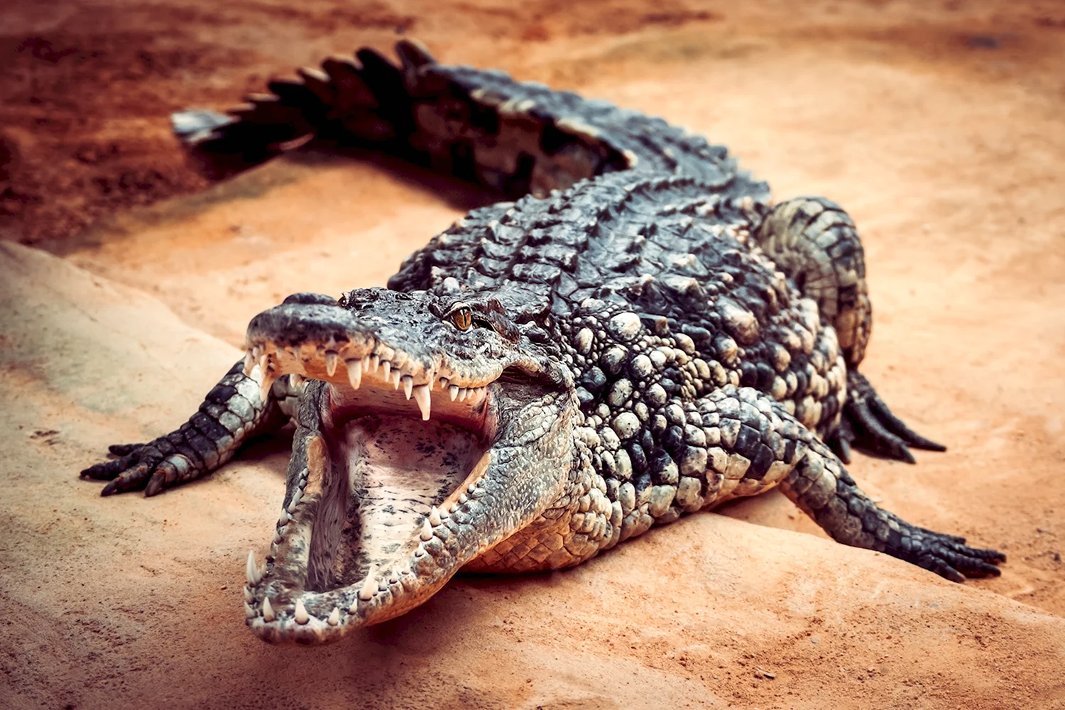 Болотный крокодил Crocodylus palustris