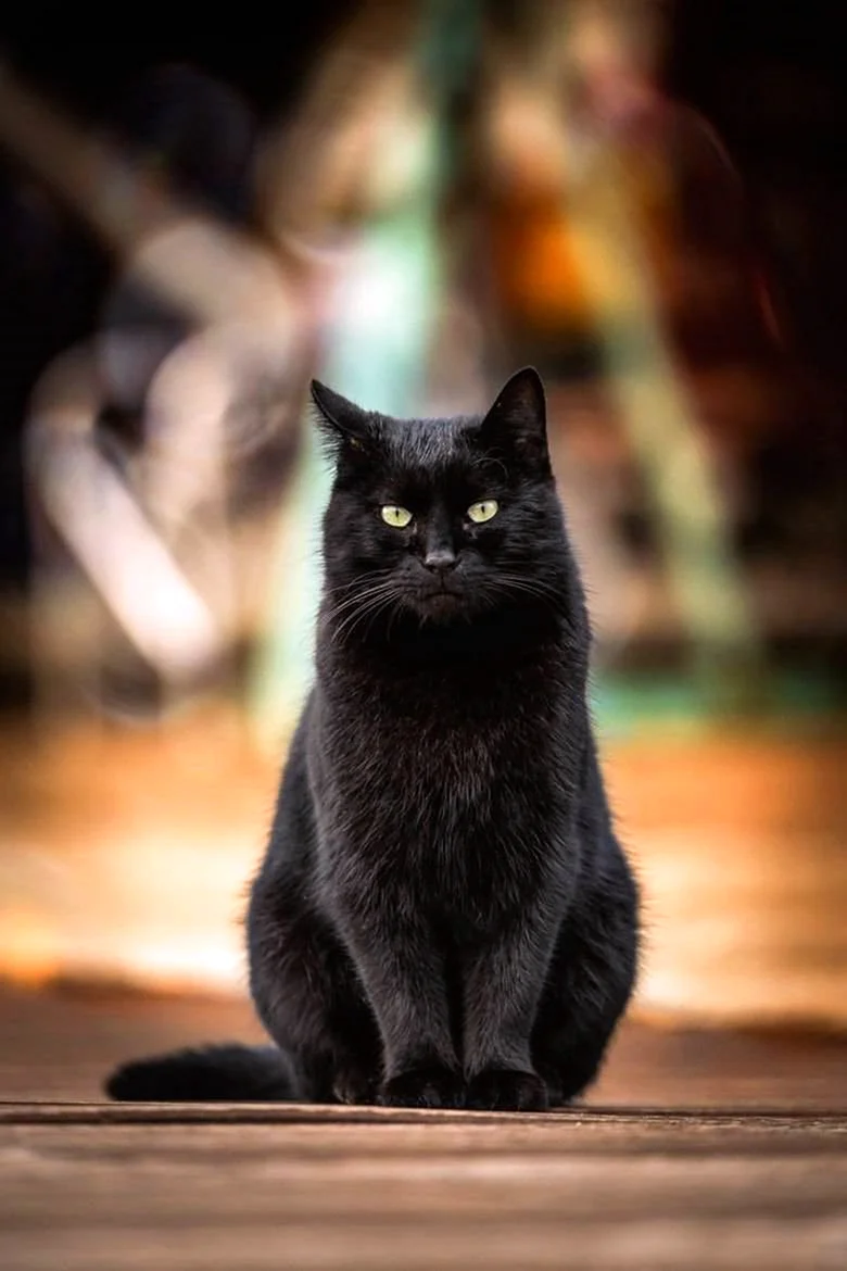 Бомбейская черная кошка