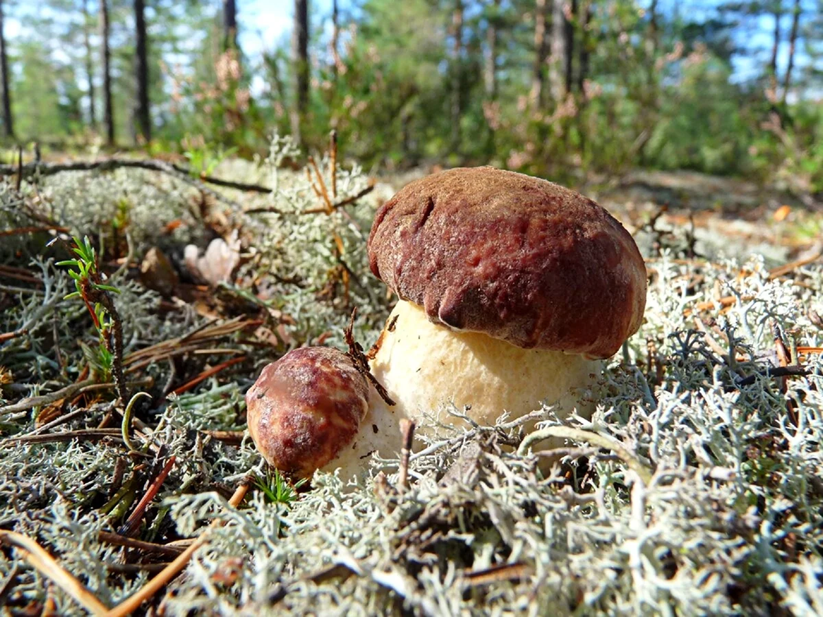 Боровик гриб Вологодский