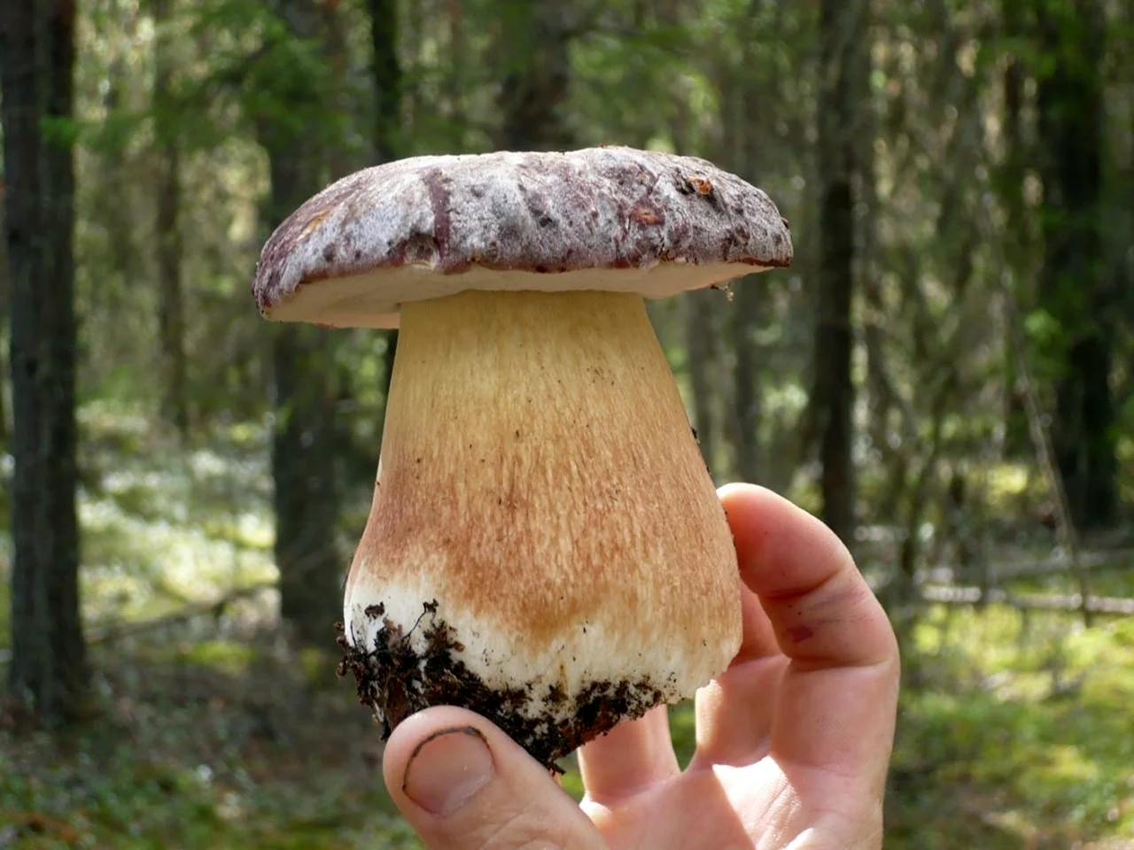 Боровик грибы Крымский