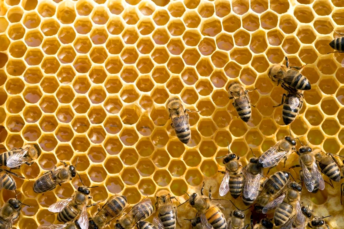 Бортничество пчелы
