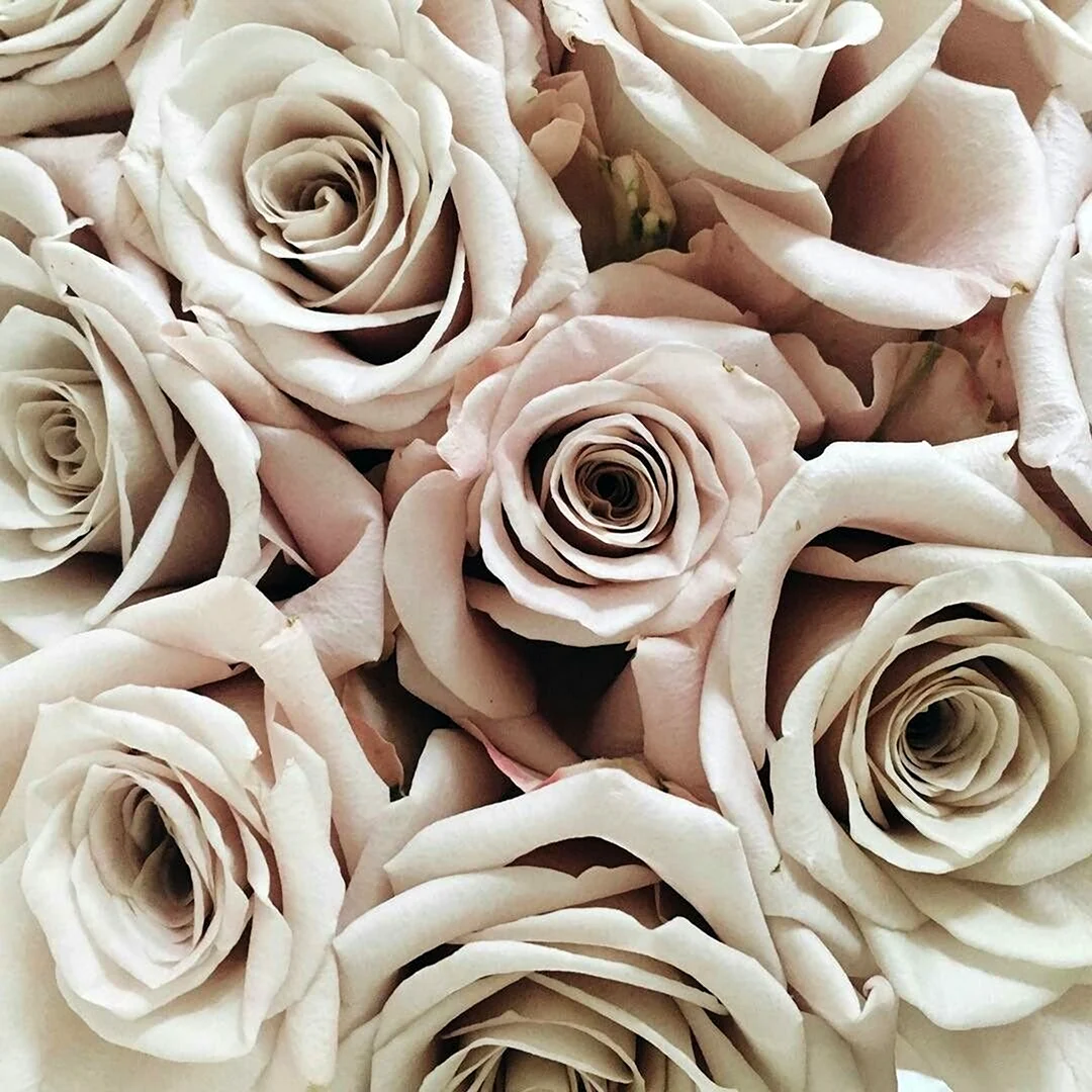 Браун Роуз цветы