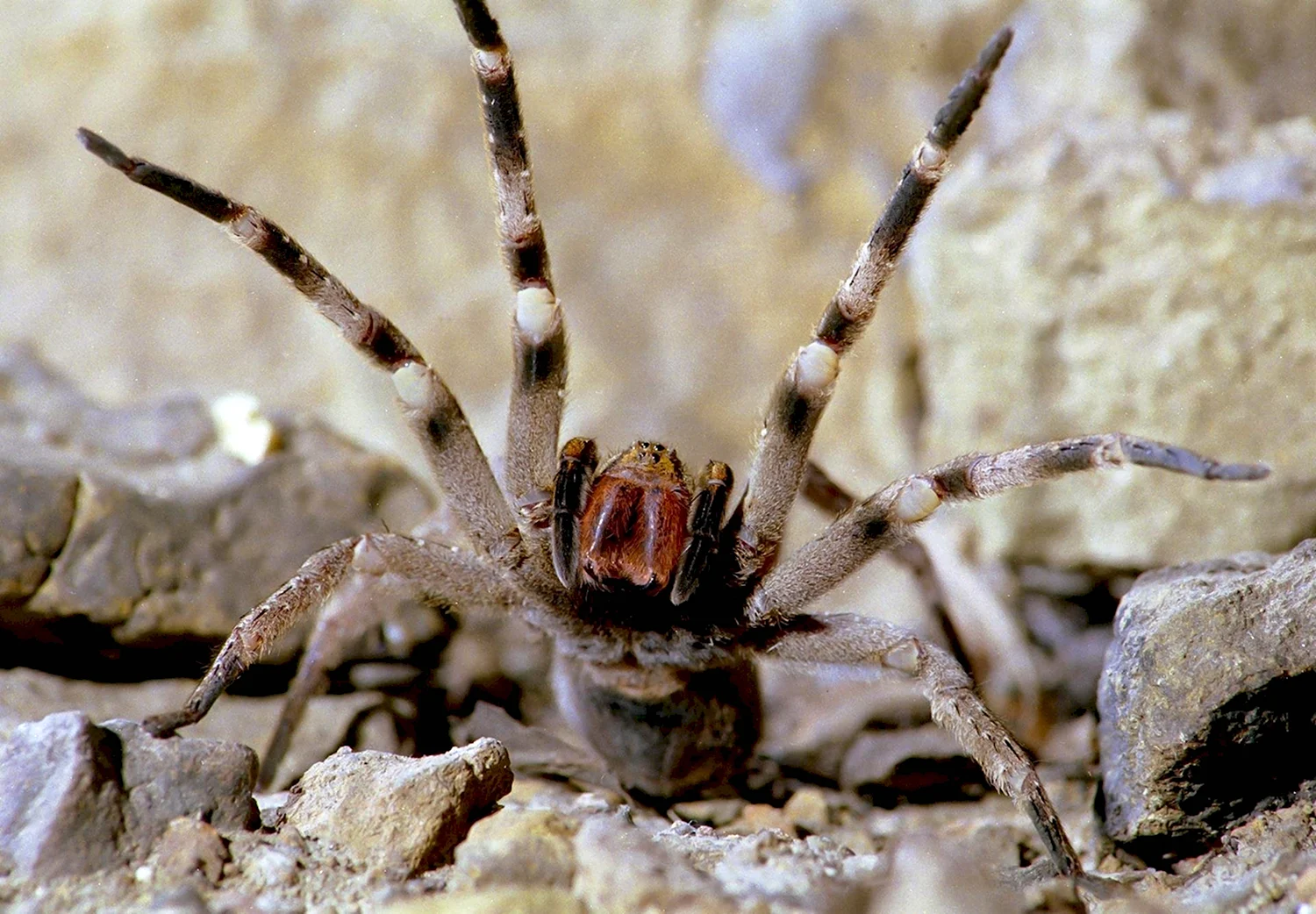 Бразильский блуждающий Странствующий паук
