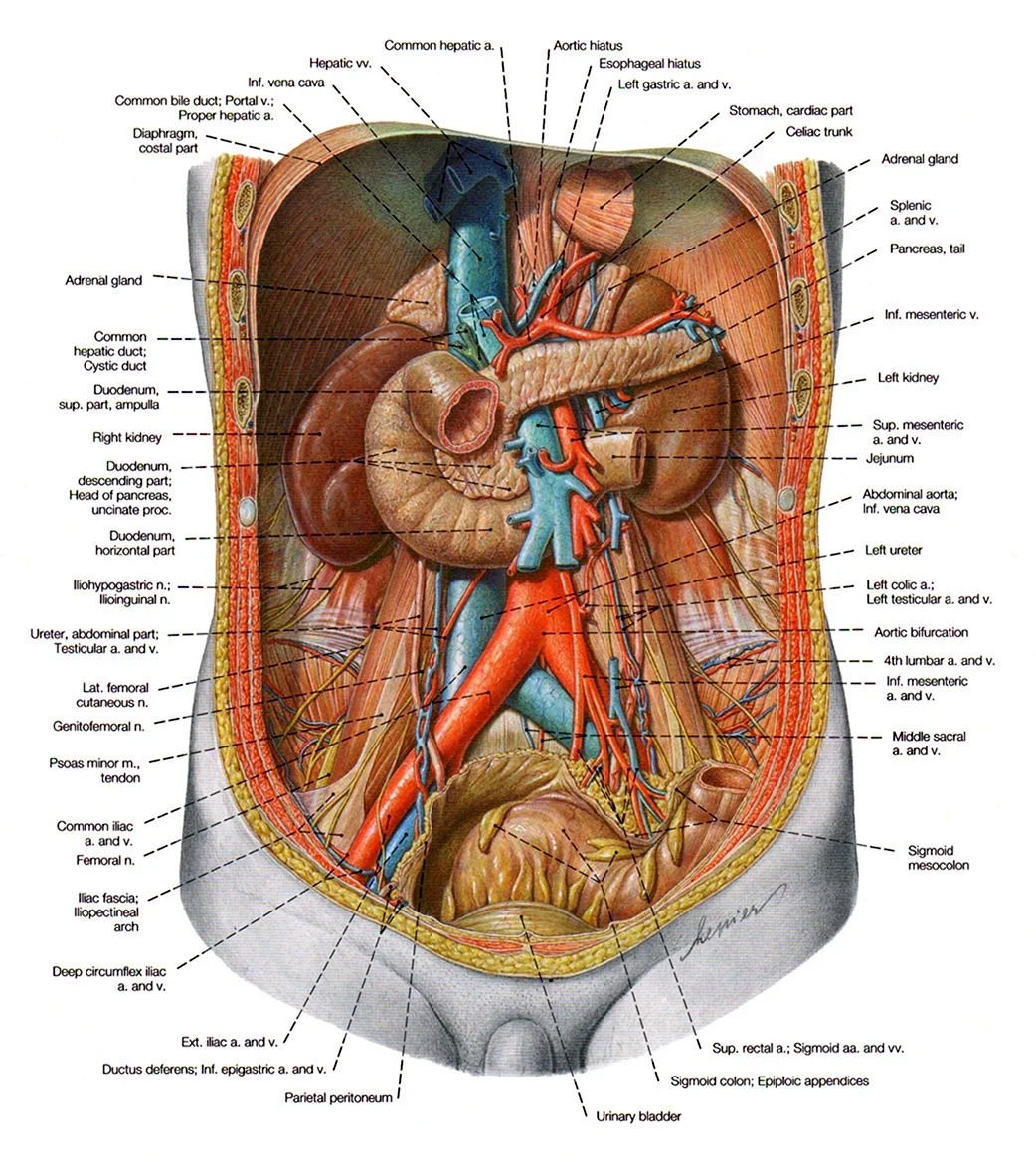 Анатомия органов брюшной полости | sauna-ernesto.ru