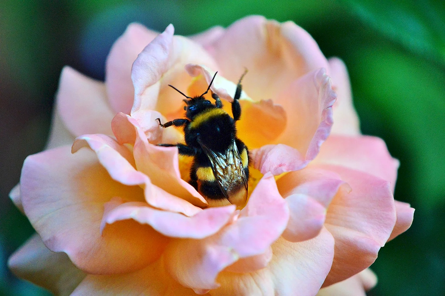 Bumblebee nature Шмель