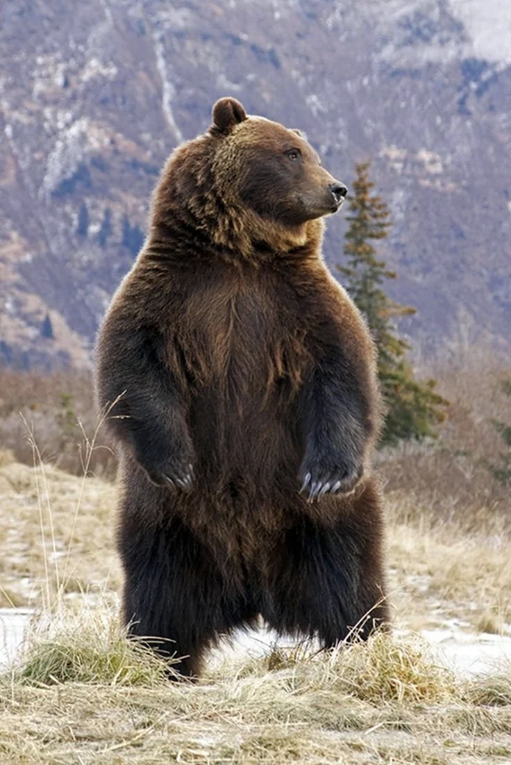 Бурый медведь Кадьяк