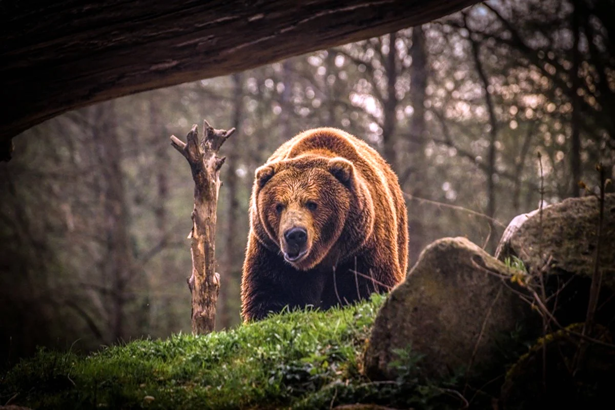 Бурый медведь рычит в тайге
