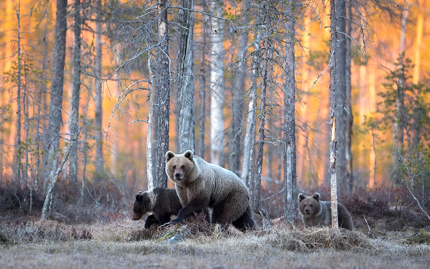 Бурый медведь Уссурийская Тайга