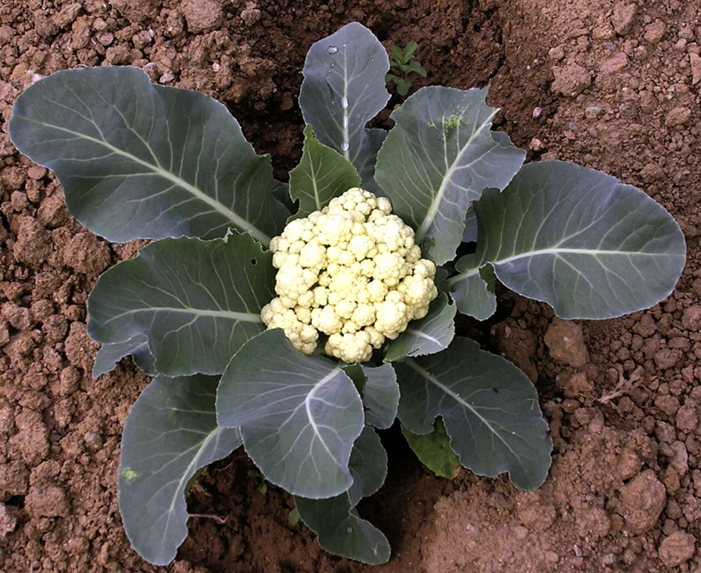 Cauliflower Plant