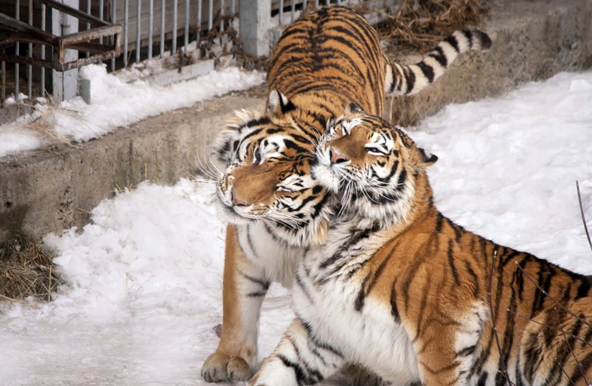 Челябинский зоопарк тигры