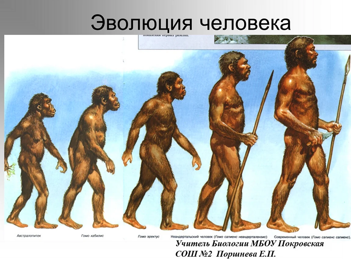 Предки людей жили на земле. Человек разумный homo sapiens. Гомосапиенс человек разумный. Эволюция человека человек прямоходящий. Первобытный человек хомо сапиенс.