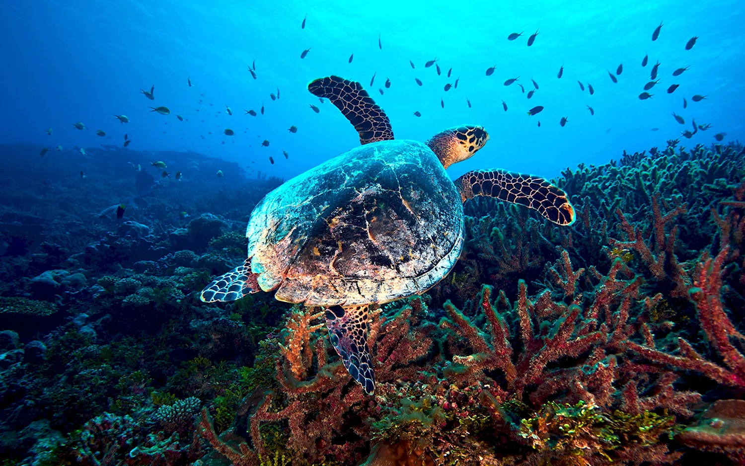 Черепахи Тихого океана