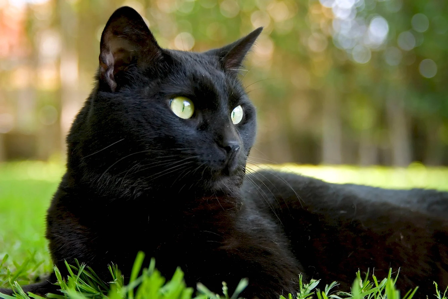 Черная Бомбейская кошка с зелеными глазами