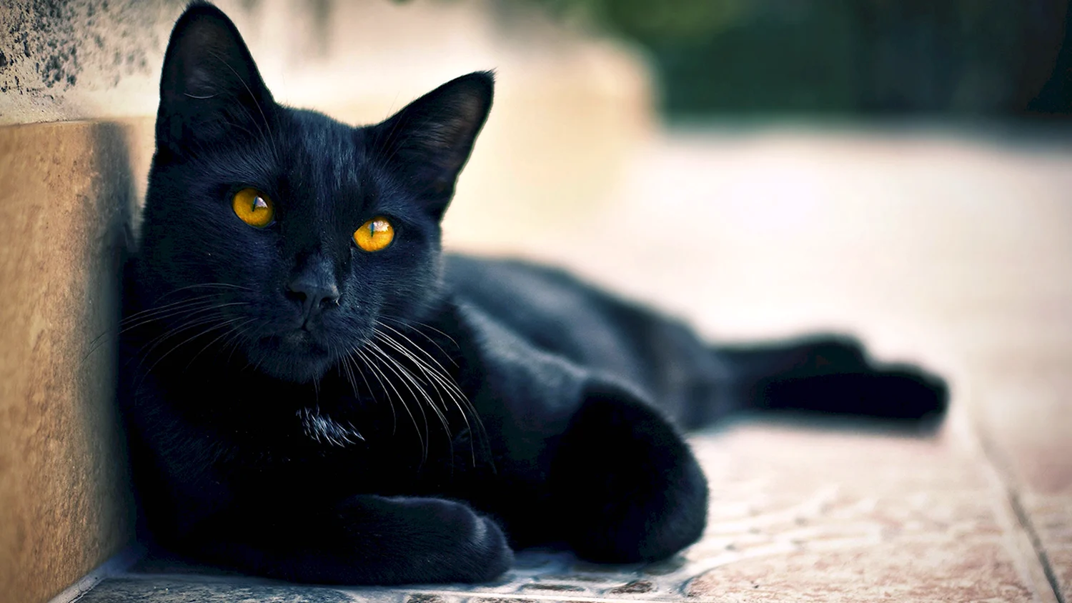 Черная Бомбейская кошка с желтыми глазами