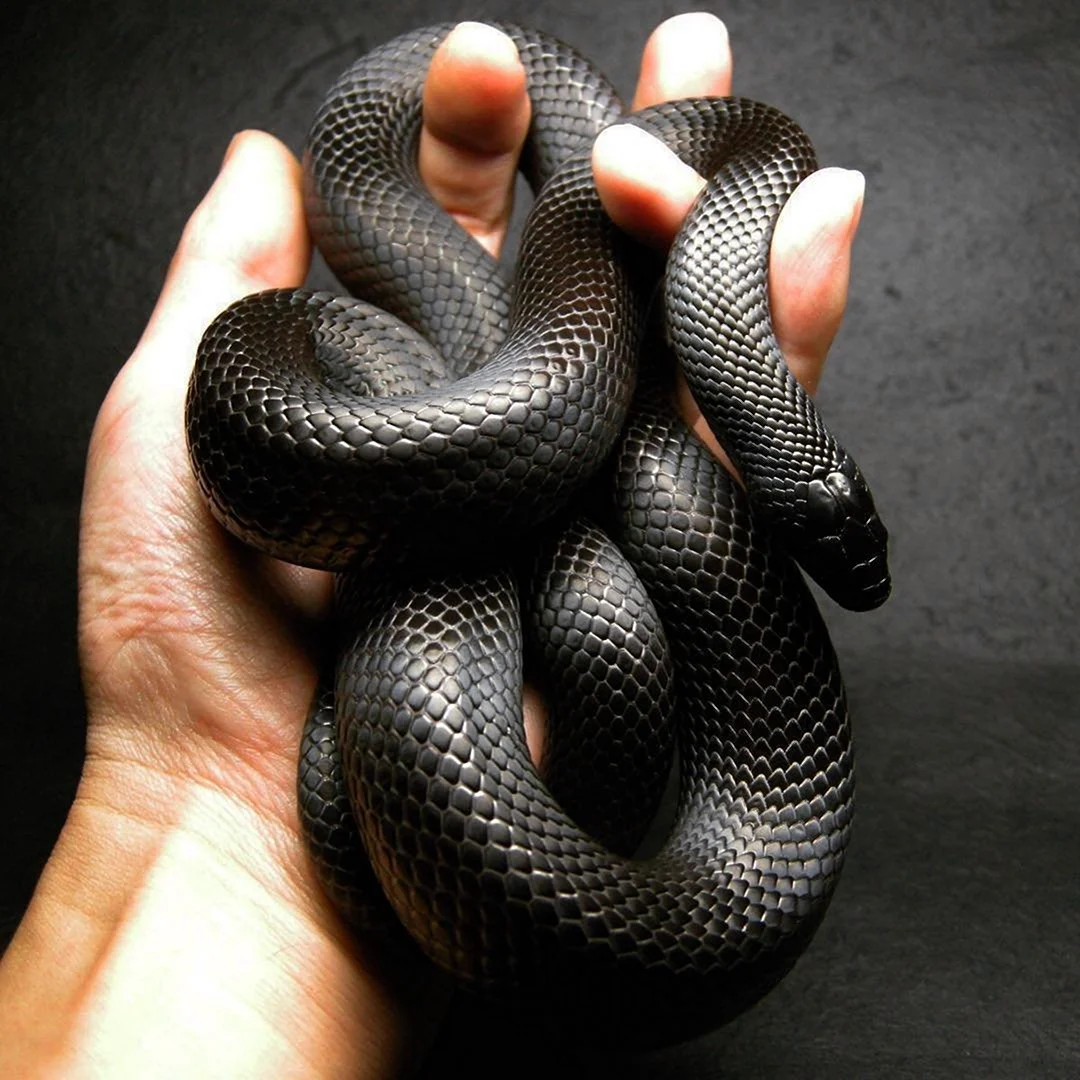 Черная Кобра змея