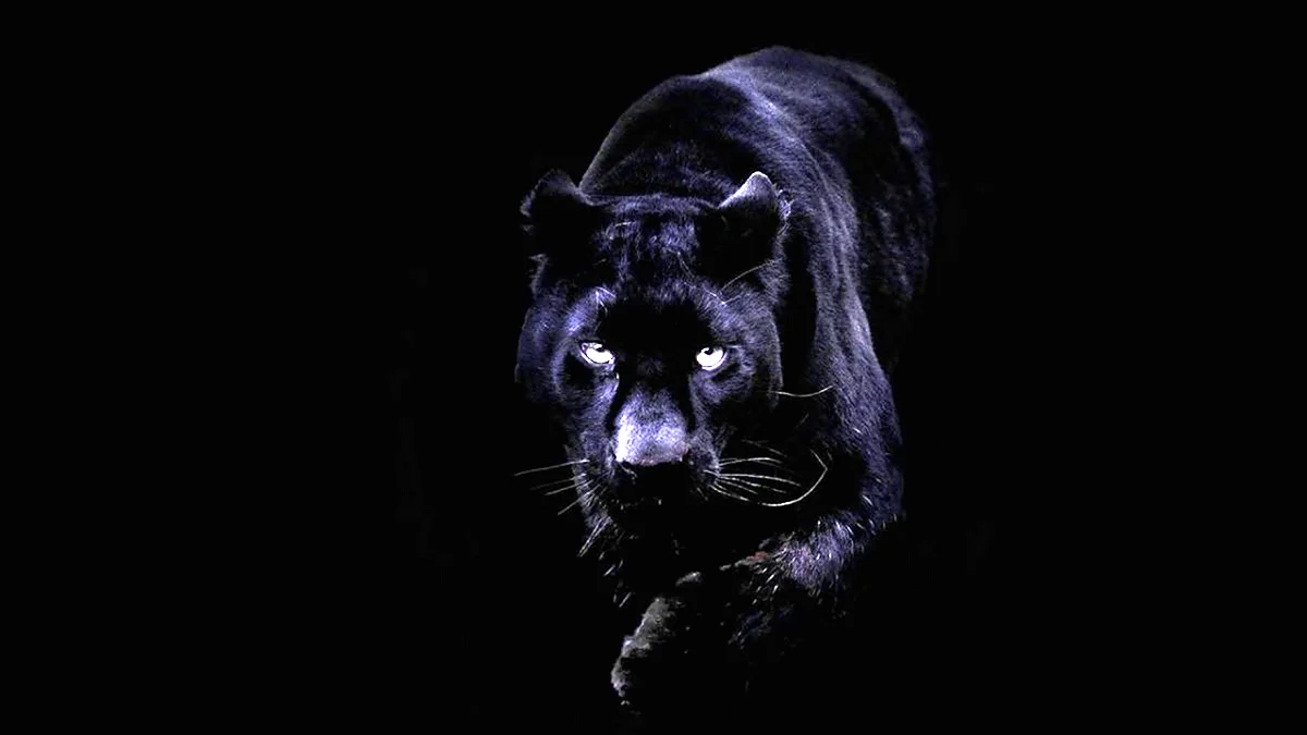 Черная пантера обои на стену