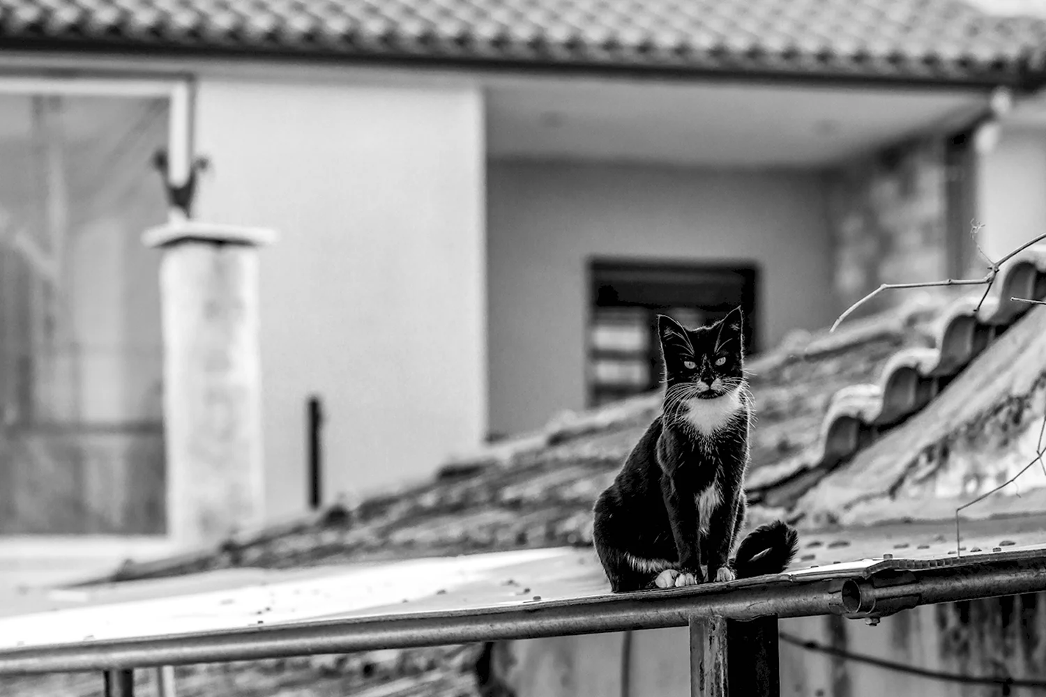 Черно белый кот на крыше
