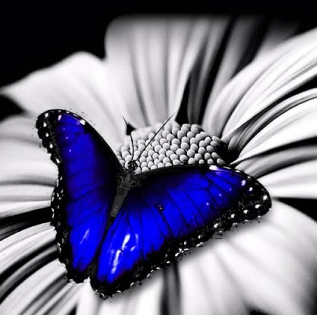 Черно синяя бабочка