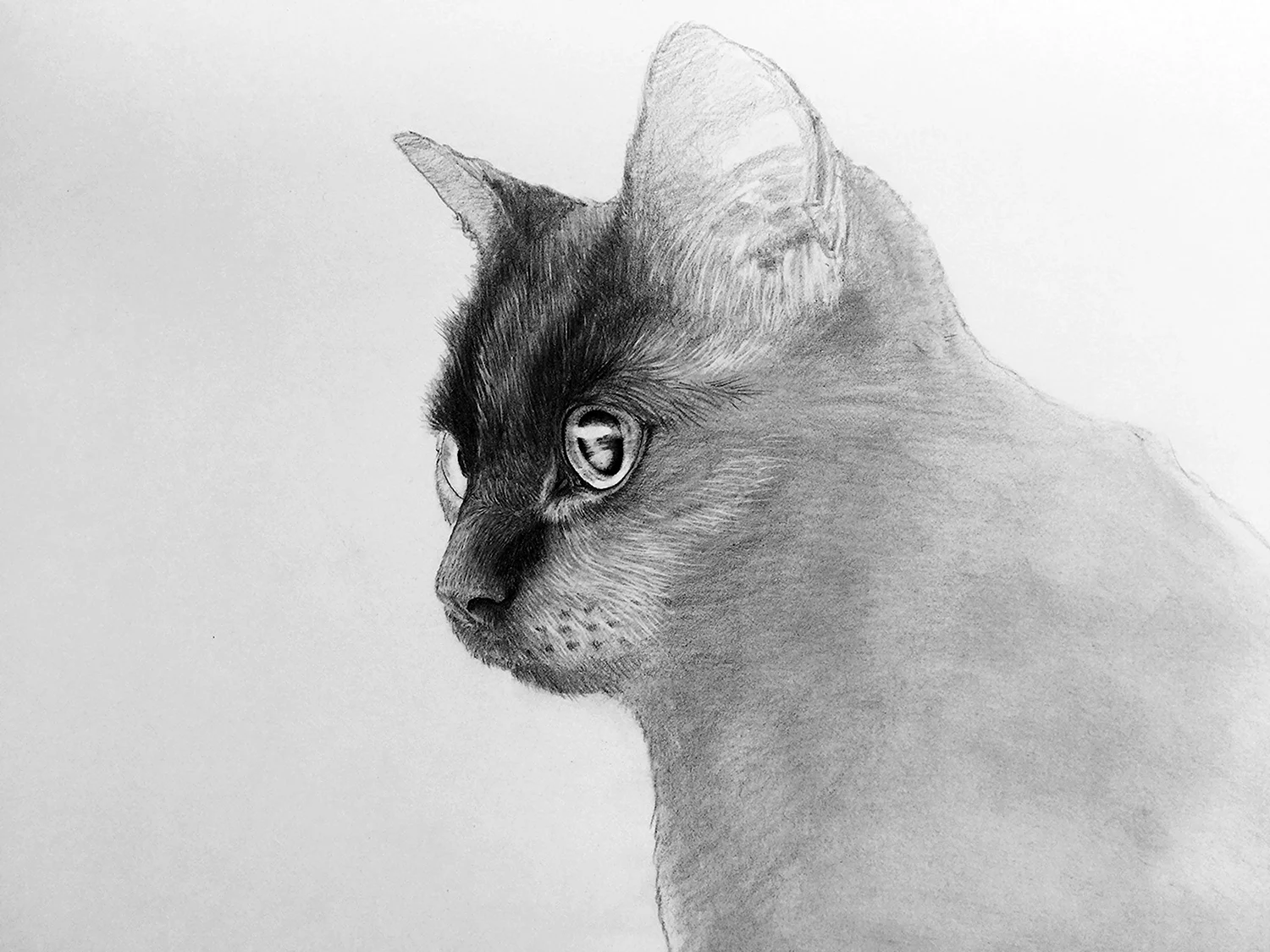 Котик нарисованный просто - 70 фото