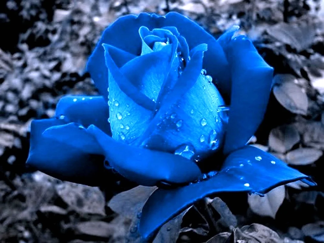 Черный с голубыми цветами