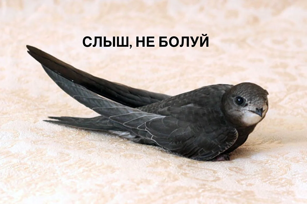 Черный Стриж птица