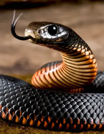 Черный Тайпан змея