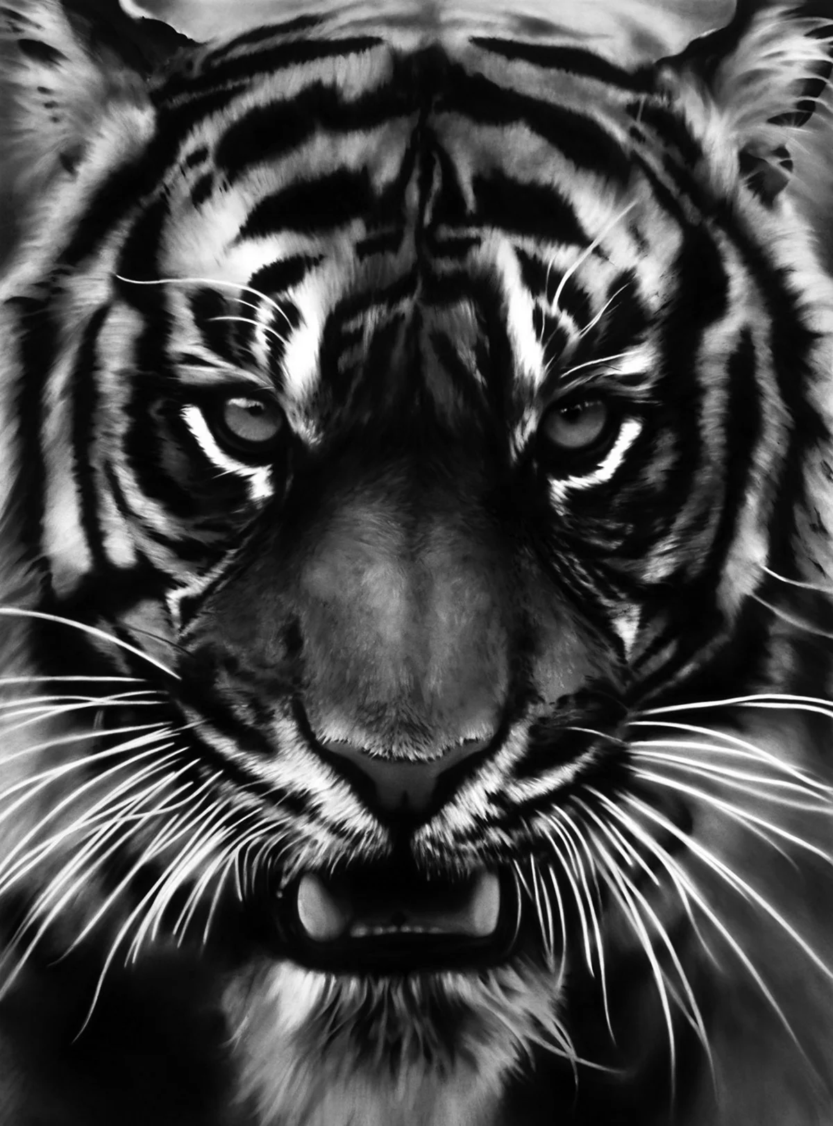 Темный тигр (69 фото)