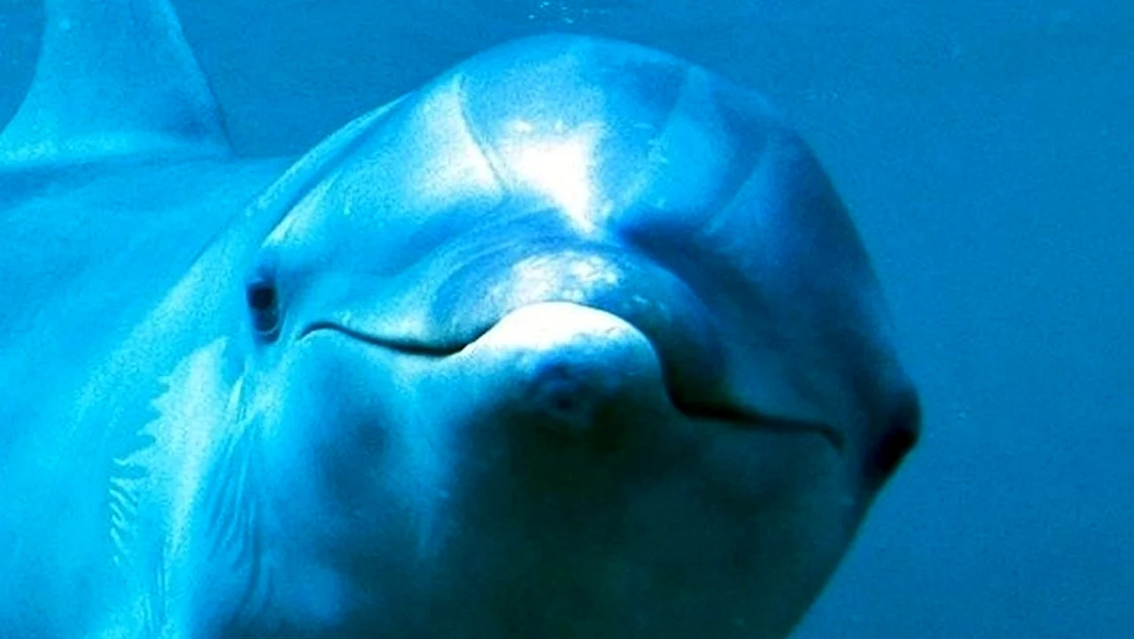 Дельфин прикол